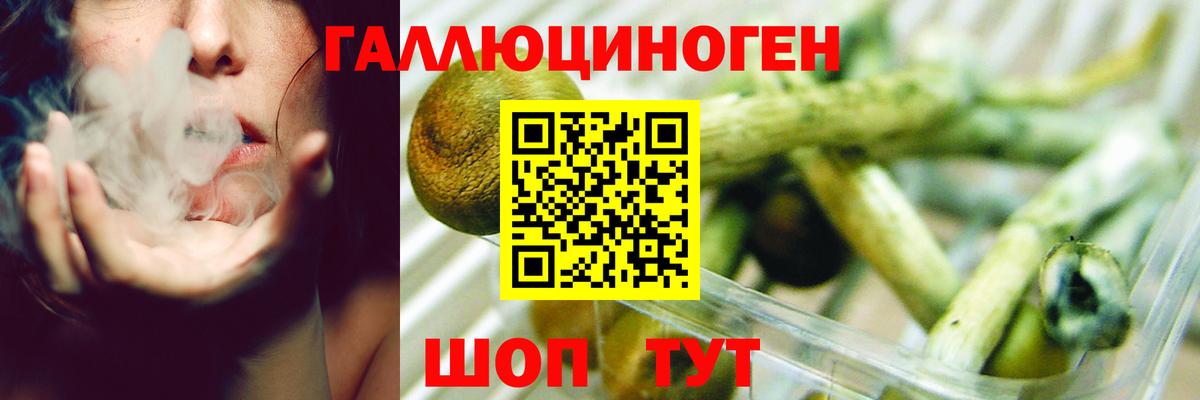 Галлюциногенные грибы Psilocybine cubensis Владивосток